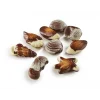 Boîte de Chocolat Fruits de Mer 3,5 kg Chocolaterie Ickx 13